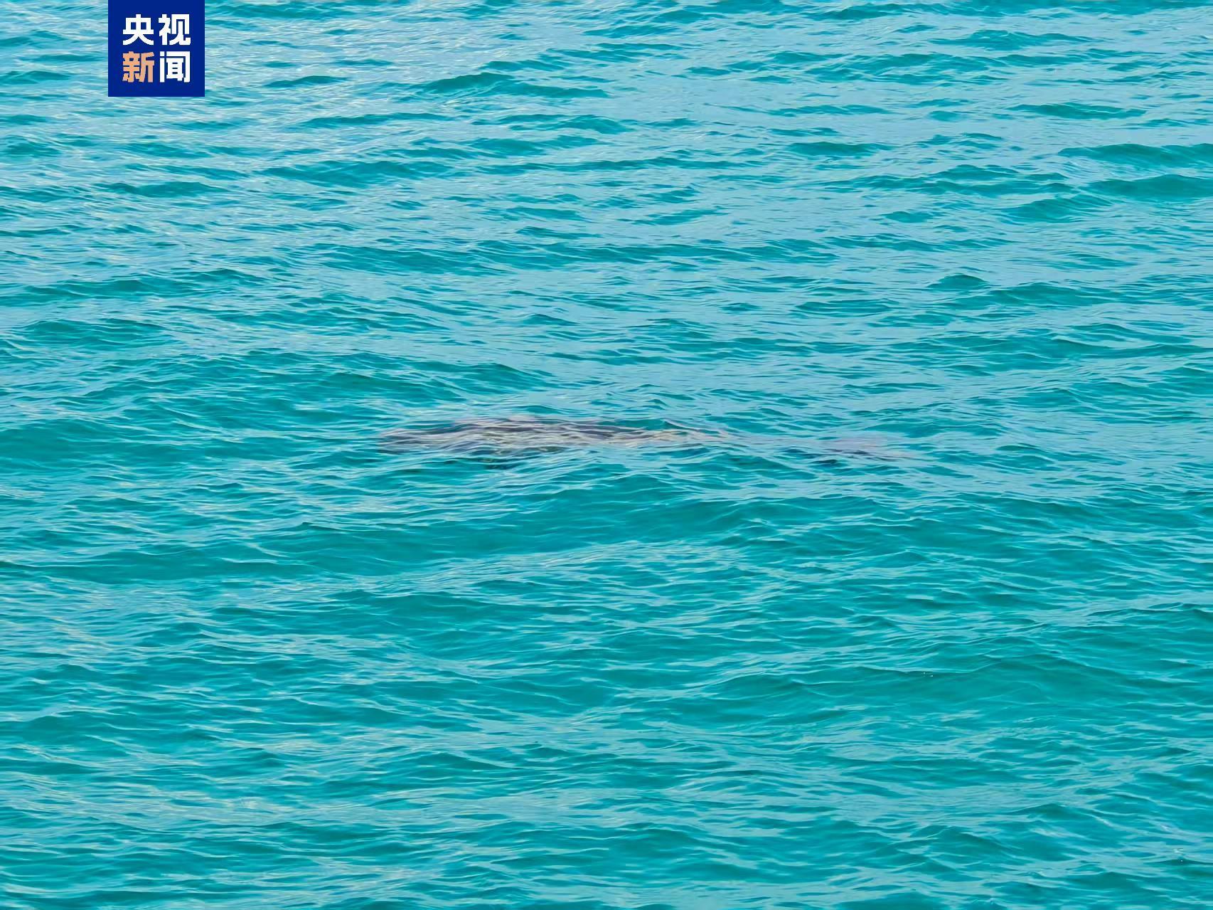 “美人鱼”现身南沙群岛 生态恢复 “大鱼”又回来了(图2)