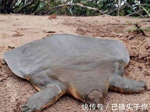 一百年来中国灭绝了多少动物？(图1)