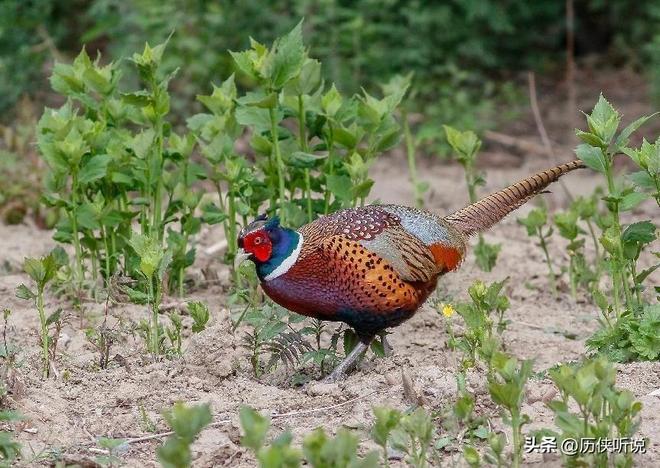 6000万野鸡在英国泛滥杀一只奖励20英镑中国吃一只却要坐牢(图4)