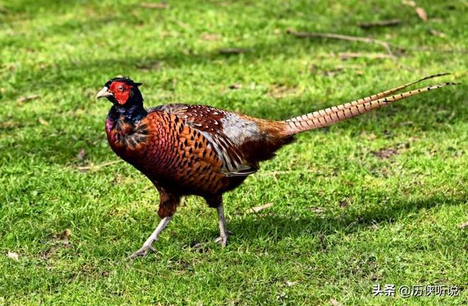 6000万野鸡在英国泛滥杀一只奖励20英镑中国吃一只却要坐牢(图5)