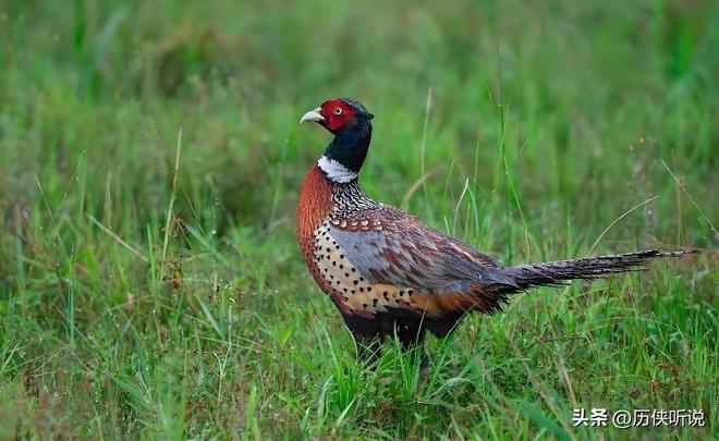 6000万野鸡在英国泛滥杀一只奖励20英镑中国吃一只却要坐牢(图3)