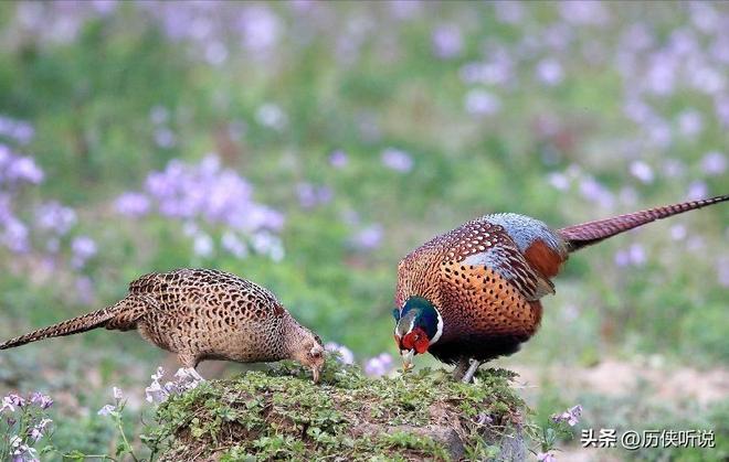 6000万野鸡在英国泛滥杀一只奖励20英镑中国吃一只却要坐牢(图6)