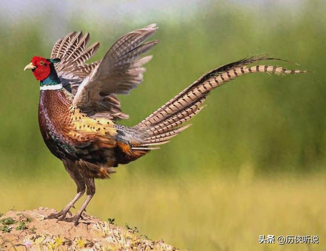 6000万野鸡在英国泛滥杀一只奖励20英镑中国吃一只却要坐牢(图1)