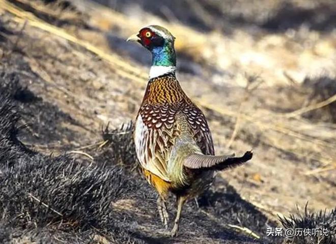 6000万野鸡在英国泛滥杀一只奖励20英镑中国吃一只却要坐牢(图7)