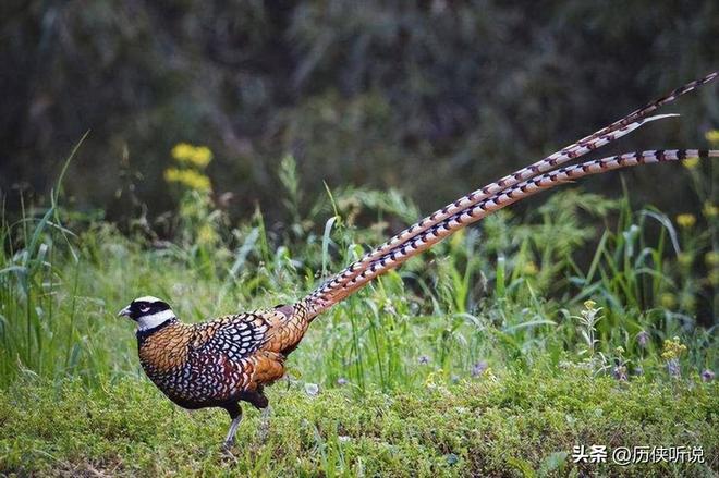 6000万野鸡在英国泛滥杀一只奖励20英镑中国吃一只却要坐牢(图2)