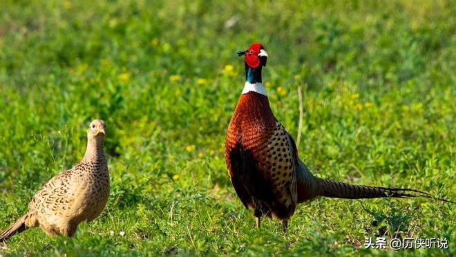 6000万野鸡在英国泛滥杀一只奖励20英镑中国吃一只却要坐牢(图8)
