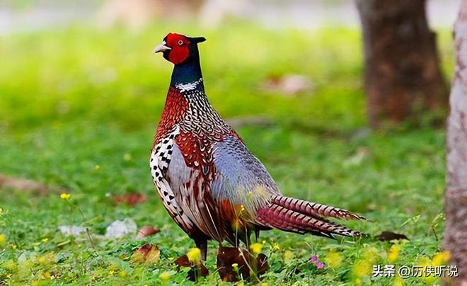 6000万野鸡在英国泛滥杀一只奖励20英镑中国吃一只却要坐牢(图9)