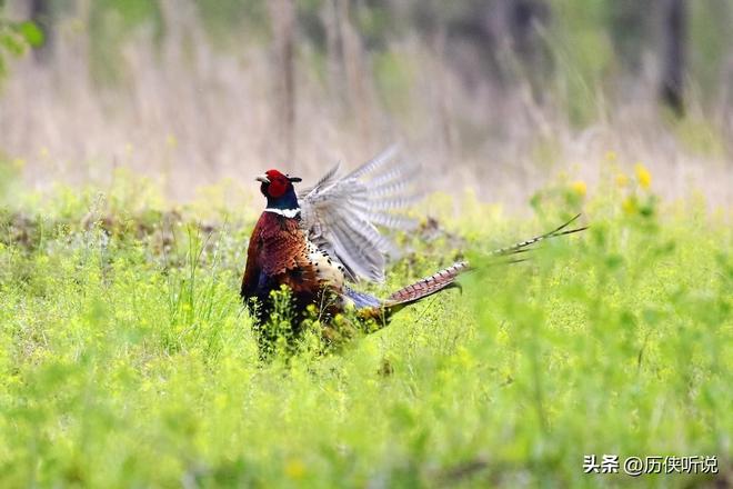 6000万野鸡在英国泛滥杀一只奖励20英镑中国吃一只却要坐牢(图13)