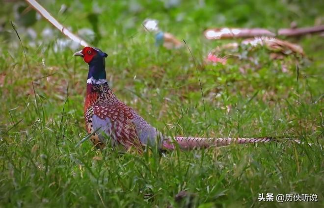 6000万野鸡在英国泛滥杀一只奖励20英镑中国吃一只却要坐牢(图10)