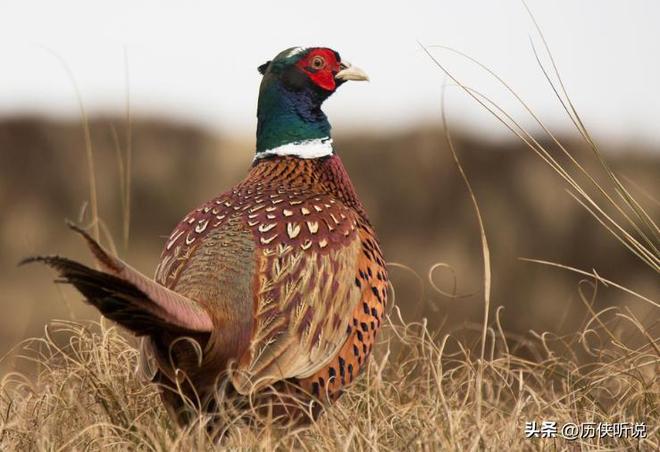 6000万野鸡在英国泛滥杀一只奖励20英镑中国吃一只却要坐牢(图11)