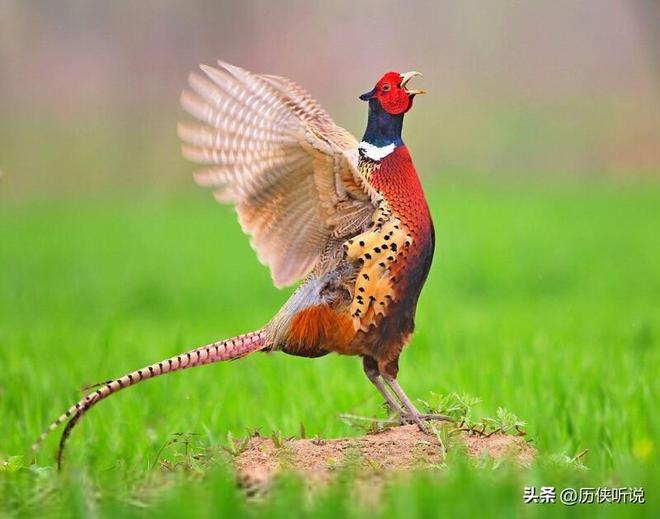 6000万野鸡在英国泛滥杀一只奖励20英镑中国吃一只却要坐牢(图12)