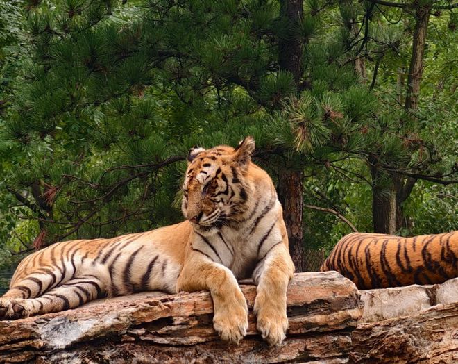 被老虎盯到腿软！秦皇岛野生动物园观虎实测：自驾开窗 = 送外卖(图1)