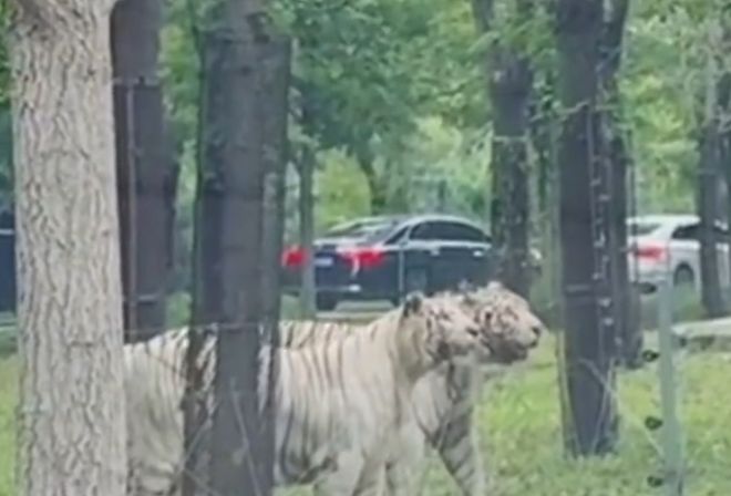 被老虎盯到腿软！秦皇岛野生动物园观虎实测：自驾开窗 = 送外卖(图2)