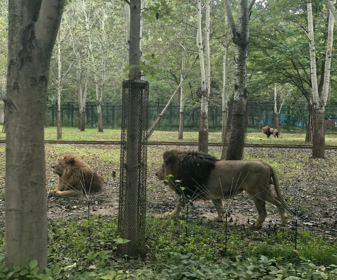 被老虎盯到腿软！秦皇岛野生动物园观虎实测：自驾开窗 = 送外卖(图3)