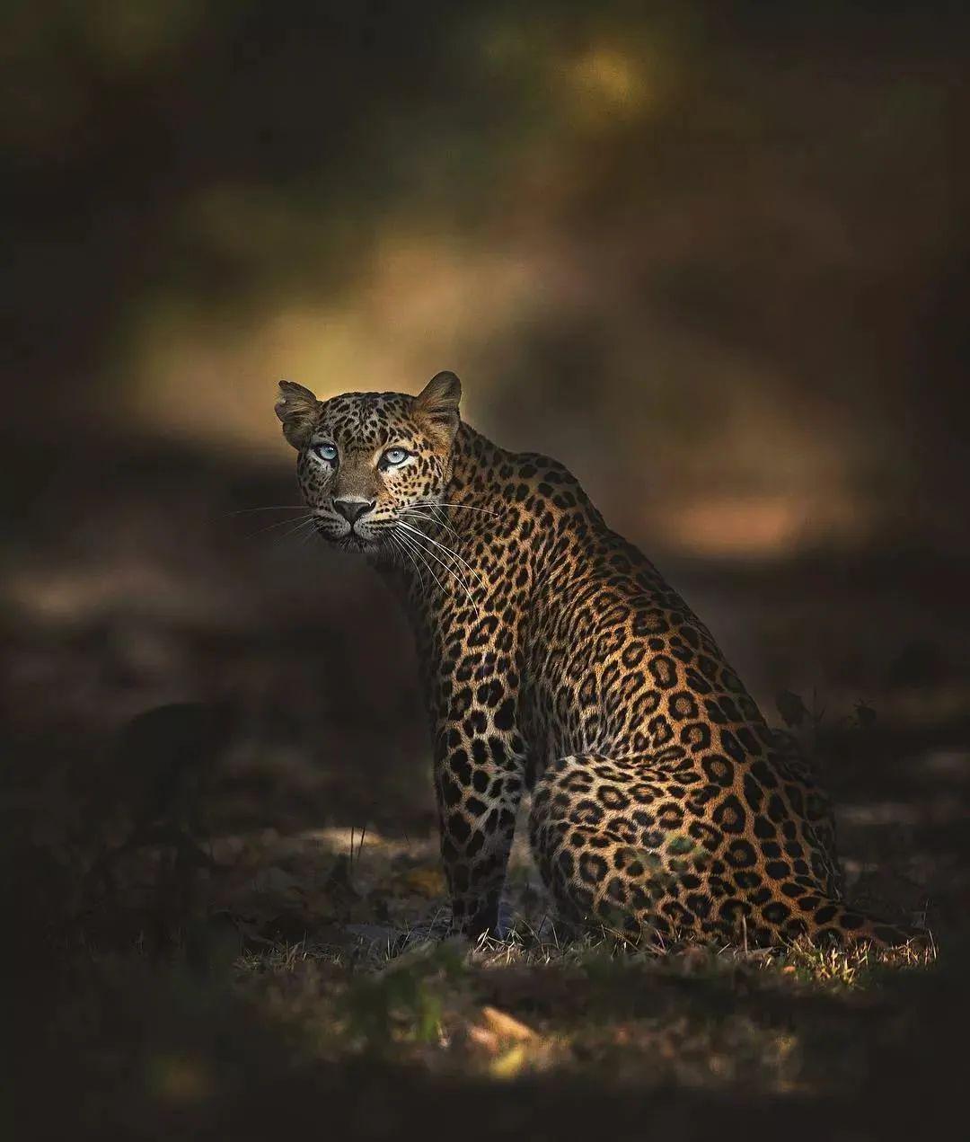 待遇天差地别：英国6000万只野鸡泛滥成灾没人要中国把它当宝贝(图1)