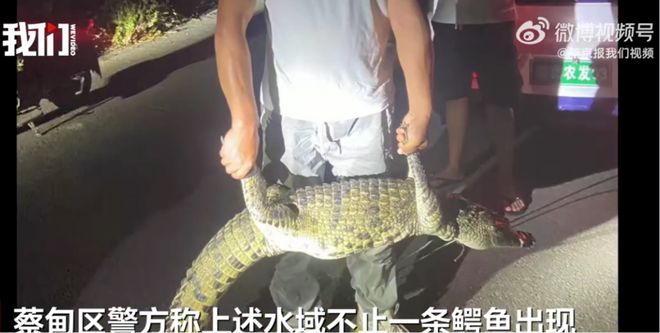 武汉捕获5条鳄鱼公共安全岂容随意“放生”(图1)