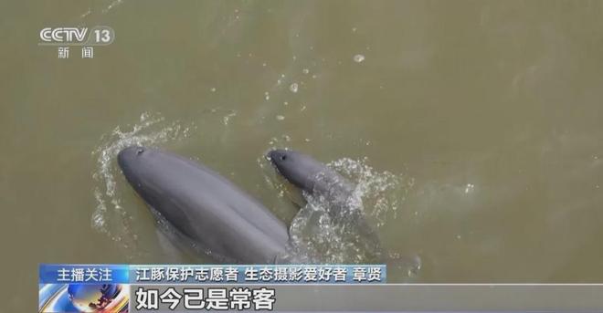 江豚近40年重现扬子洲段长江十年禁渔：鱼儿多到染黑水胖成猪(图1)