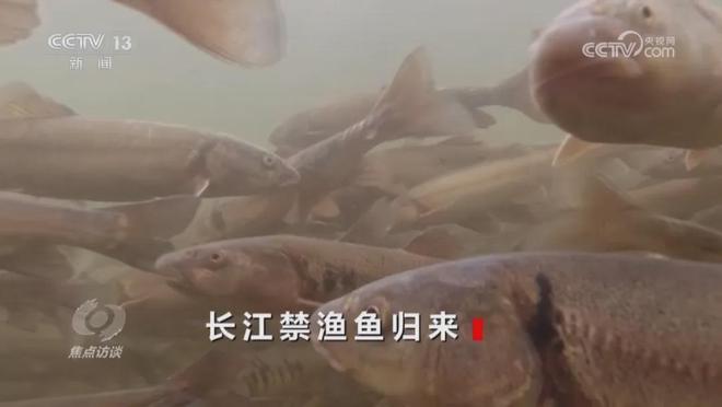 江豚近40年重现扬子洲段长江十年禁渔：鱼儿多到染黑水胖成猪(图9)