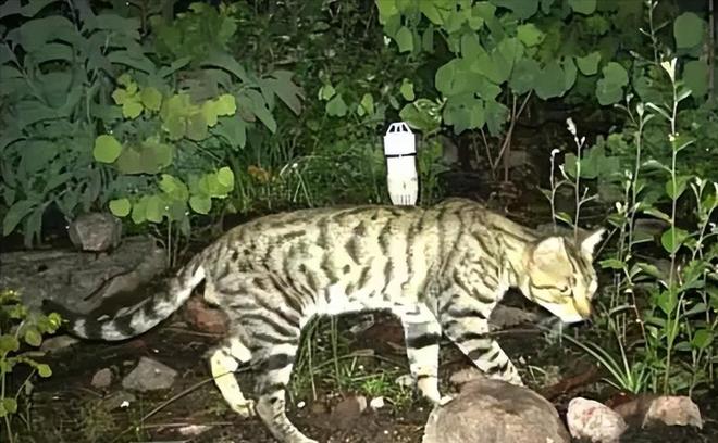 仅剩500只！被流浪猫吃到快灭绝官方计划捕杀200万流浪猫(图3)