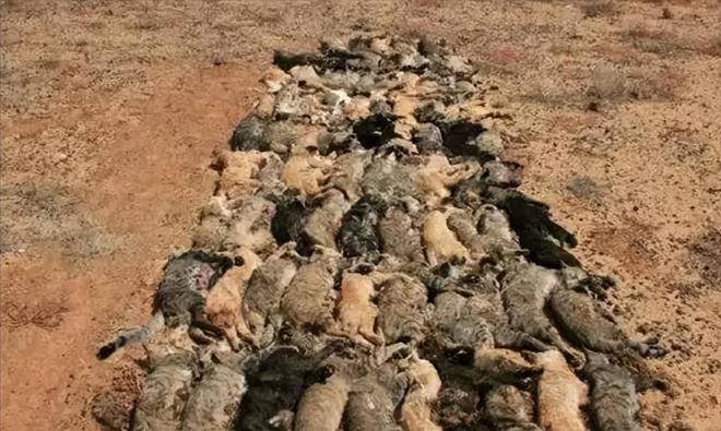 仅剩500只！被流浪猫吃到快灭绝官方计划捕杀200万流浪猫(图10)