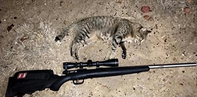 仅剩500只！被流浪猫吃到快灭绝官方计划捕杀200万流浪猫(图14)