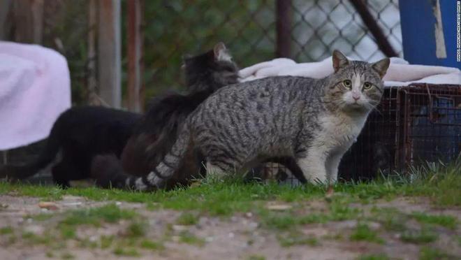 仅剩500只！被流浪猫吃到快灭绝官方计划捕杀200万流浪猫(图7)