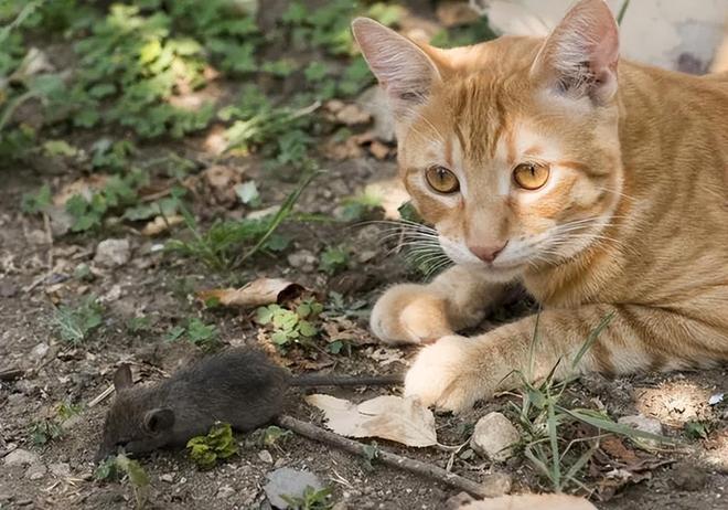 仅剩500只！被流浪猫吃到快灭绝官方计划捕杀200万流浪猫(图6)