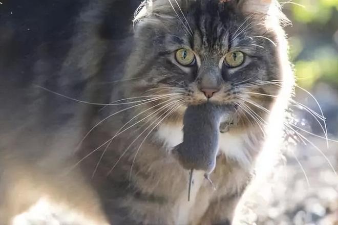 仅剩500只！被流浪猫吃到快灭绝官方计划捕杀200万流浪猫(图1)