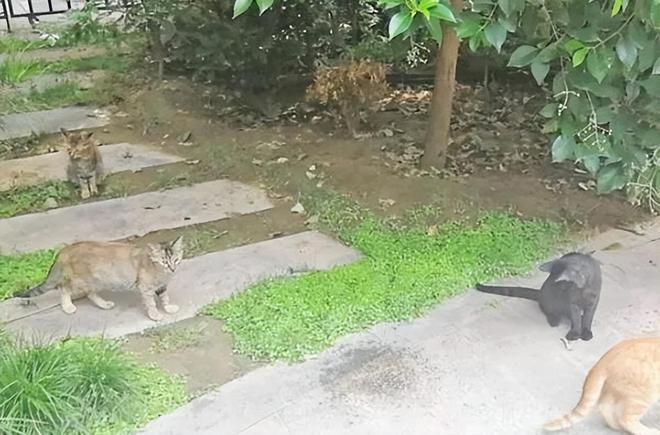 仅剩500只！被流浪猫吃到快灭绝官方计划捕杀200万流浪猫(图8)