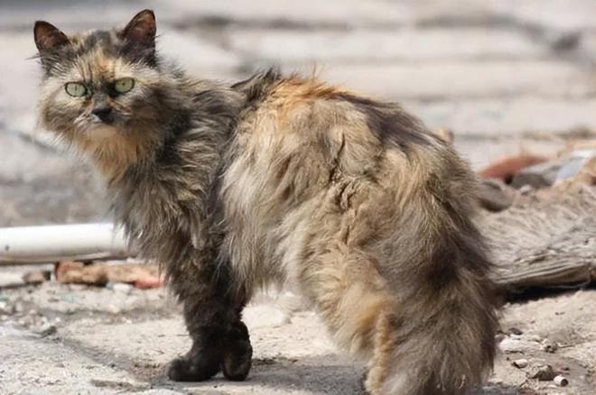 仅剩500只！被流浪猫吃到快灭绝官方计划捕杀200万流浪猫(图11)