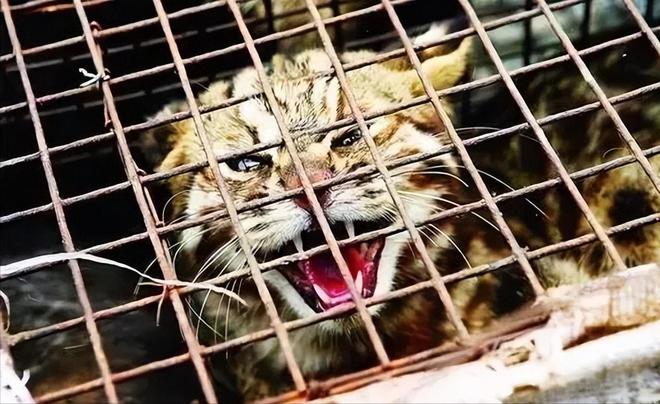 仅剩500只！被流浪猫吃到快灭绝官方计划捕杀200万流浪猫(图13)