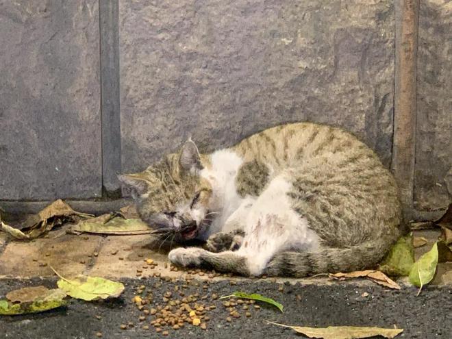 仅剩500只！被流浪猫吃到快灭绝官方计划捕杀200万流浪猫(图16)