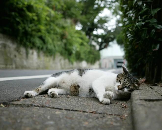 仅剩500只！被流浪猫吃到快灭绝官方计划捕杀200万流浪猫(图18)