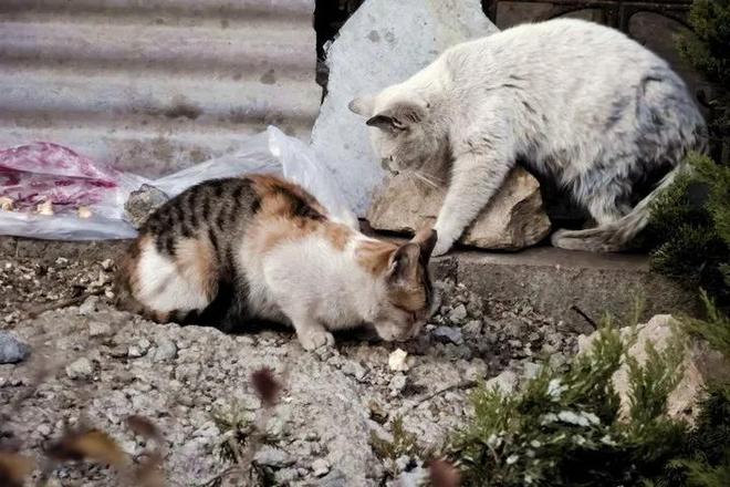 仅剩500只！被流浪猫吃到快灭绝官方计划捕杀200万流浪猫(图20)