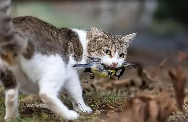 仅剩500只！被流浪猫吃到快灭绝官方计划捕杀200万流浪猫(图19)