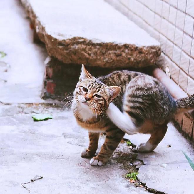 仅剩500只！被流浪猫吃到快灭绝官方计划捕杀200万流浪猫(图17)