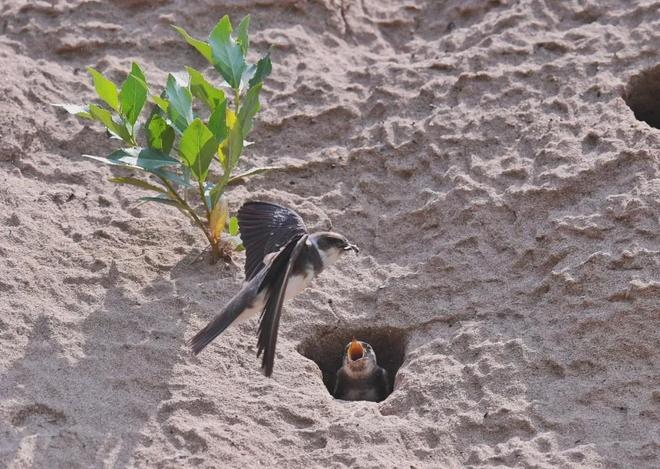 中华慈善日 32年来自然之友“春风和种子的力量”如何激励人们？(图2)