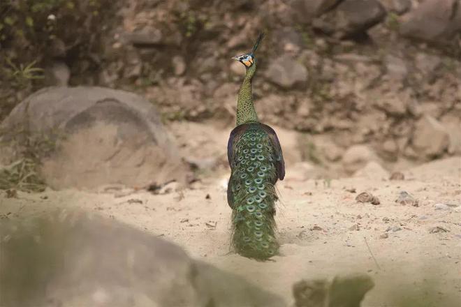 中华慈善日 32年来自然之友“春风和种子的力量”如何激励人们？(图5)