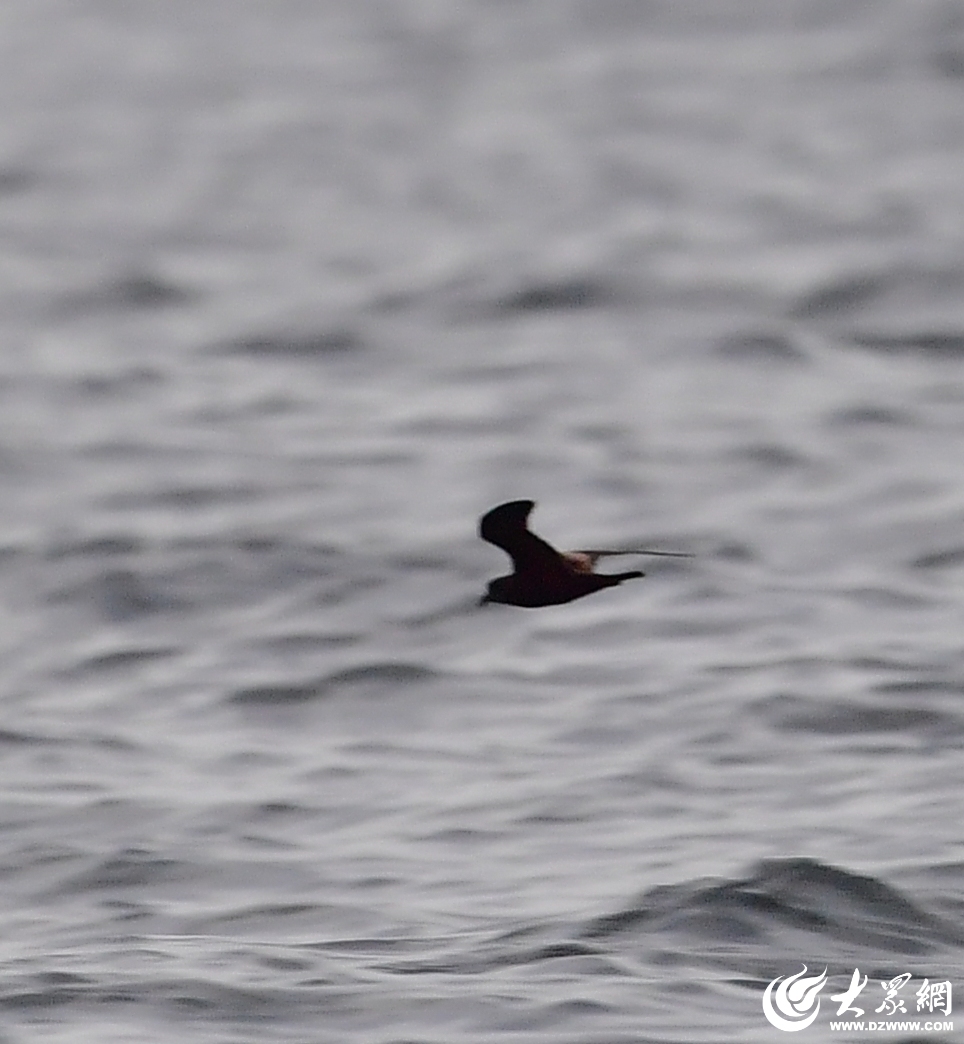 东营市发现鸟类新记录种—黑叉尾海燕(图2)