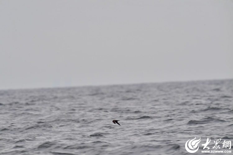 东营市发现鸟类新记录种—黑叉尾海燕(图1)