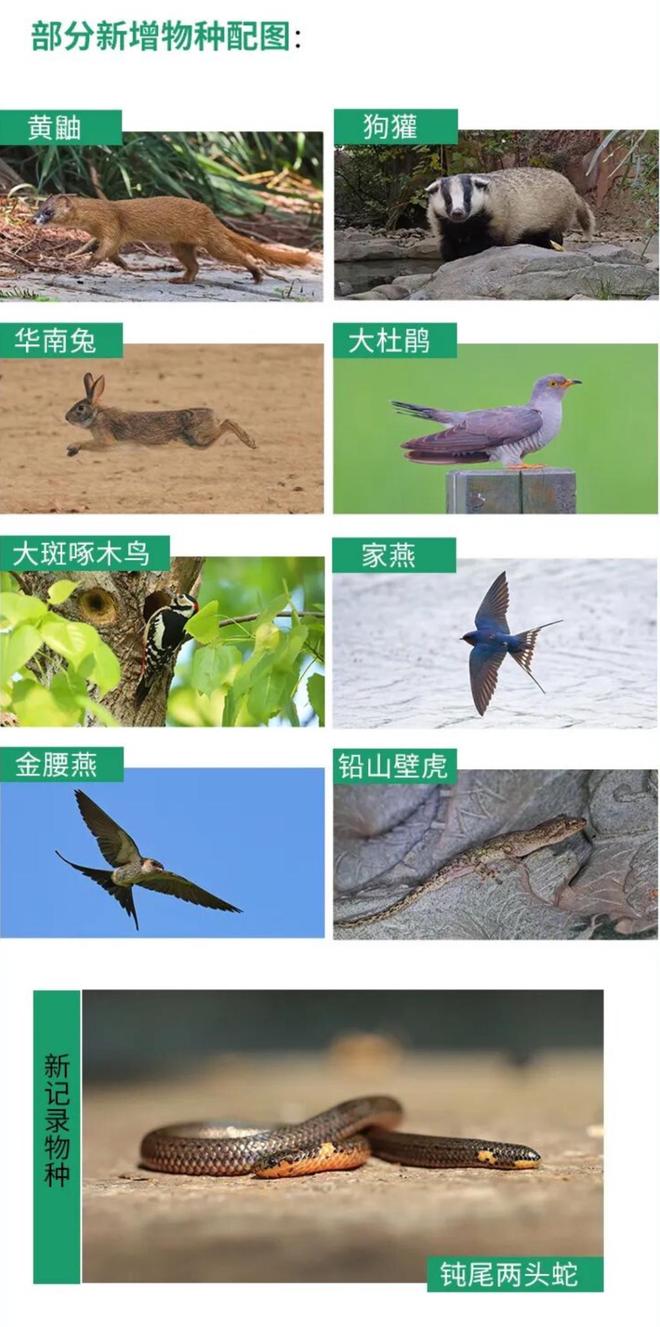 上海重点保护野生动物名录时隔32年首次调整新增家燕、黄鼬等(图1)