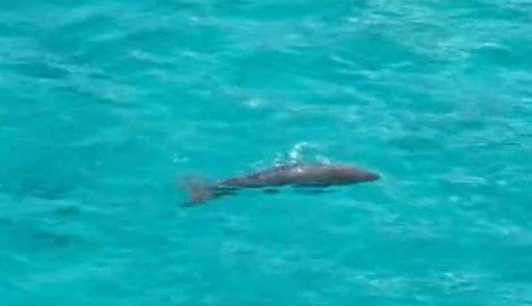 消失的“美人鱼”为何突然现身？  农视点(图1)