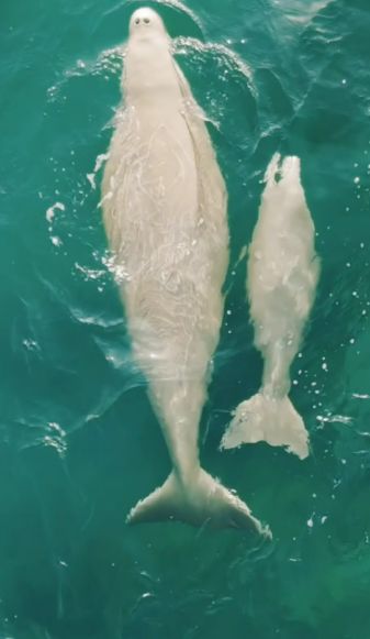 消失的“美人鱼”为何突然现身？  农视点(图3)