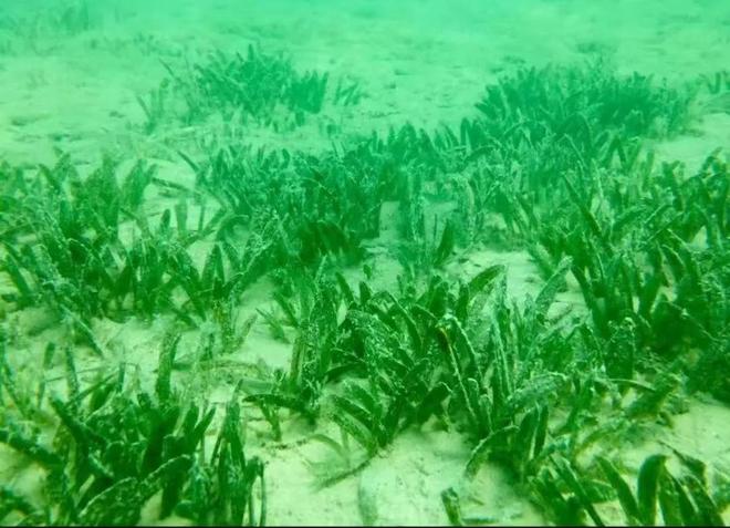 消失的“美人鱼”为何突然现身？  农视点(图2)