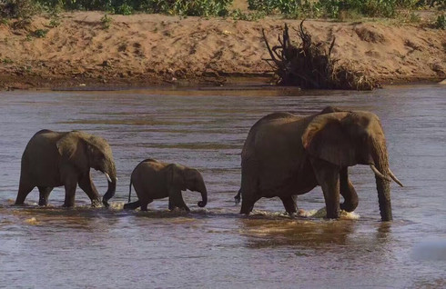 山西省公安厅森林公安局开展保护野生动物专项行动(图1)