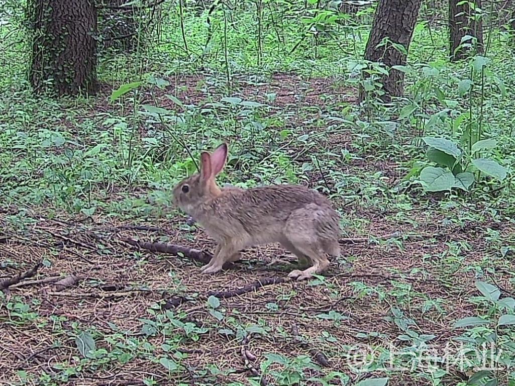雅安市林业局开展2024年“世界野生动植物日”宣传活动(图1)
