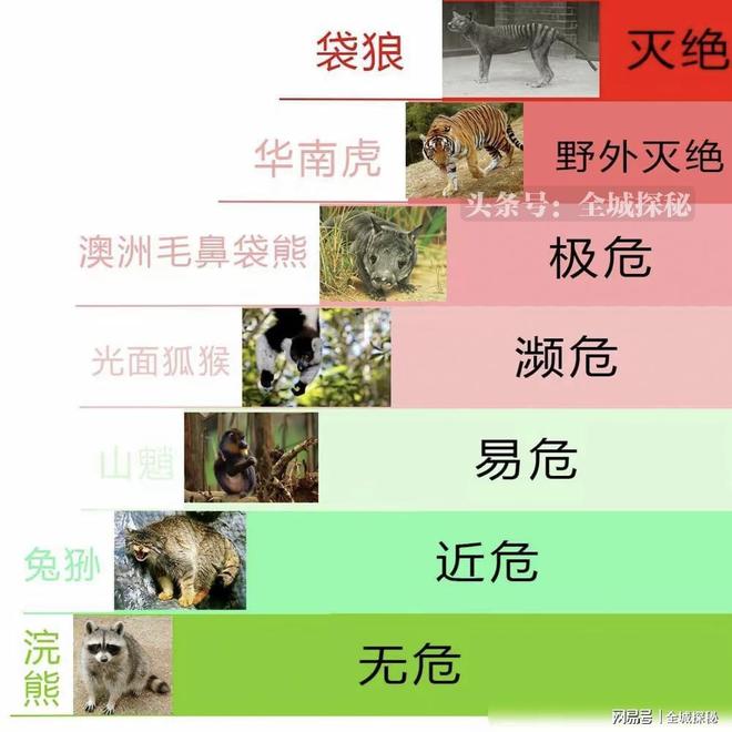 世界目前仅有约200只华南虎除我国外居然还有20多只在非洲？(图6)