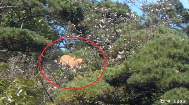 世界目前仅有约200只华南虎除我国外居然还有20多只在非洲？(图7)