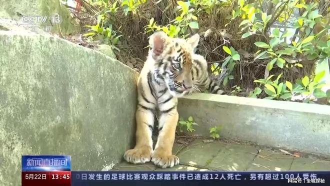 世界目前仅有约200只华南虎除我国外居然还有20多只在非洲？(图8)