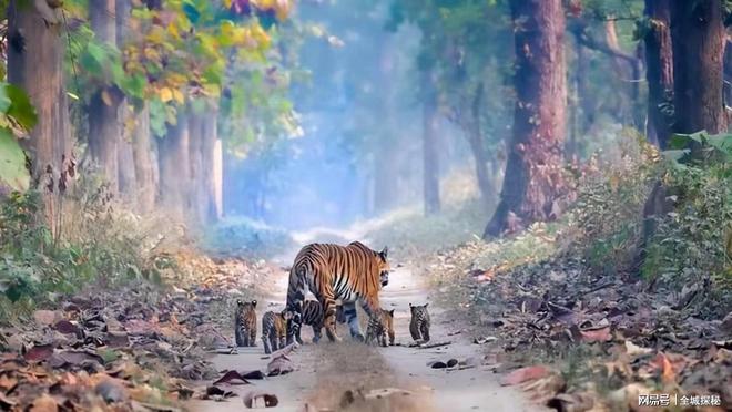 世界目前仅有约200只华南虎除我国外居然还有20多只在非洲？(图10)